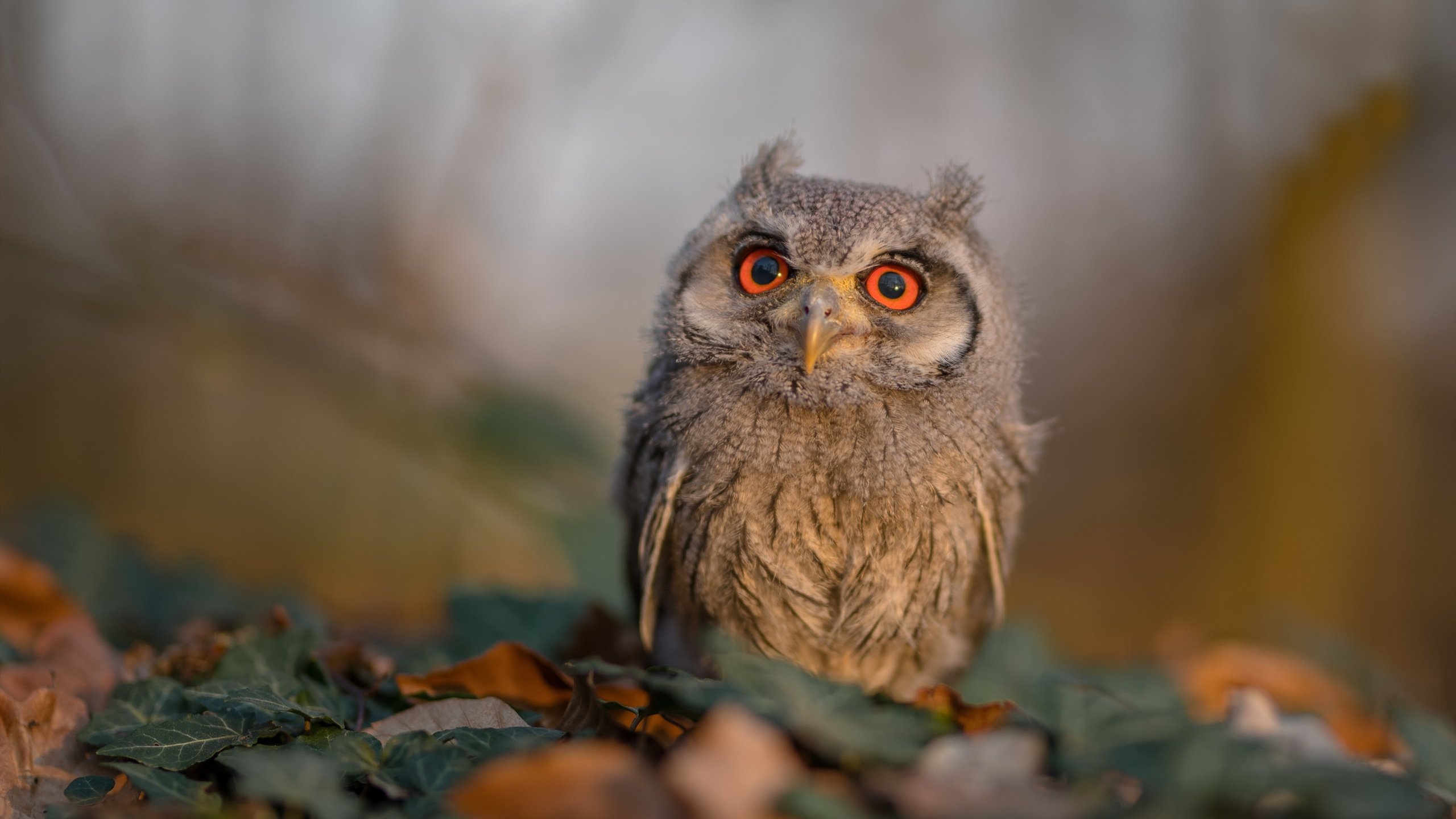 爱游戏app安装-中超后腰球员拦截数据报告，中超拦截榜